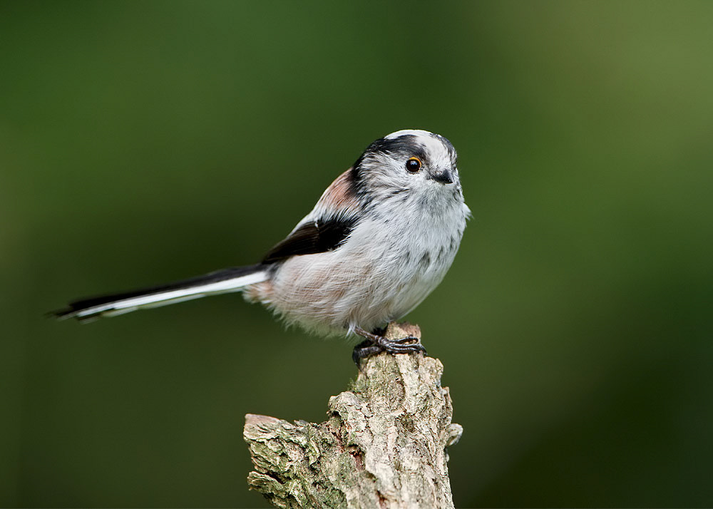 Long-tailed Tit