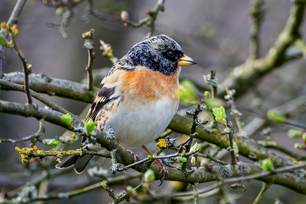 Brambling