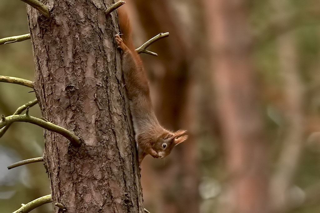 Red Squirrel