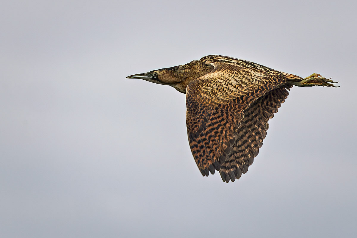 Bittern