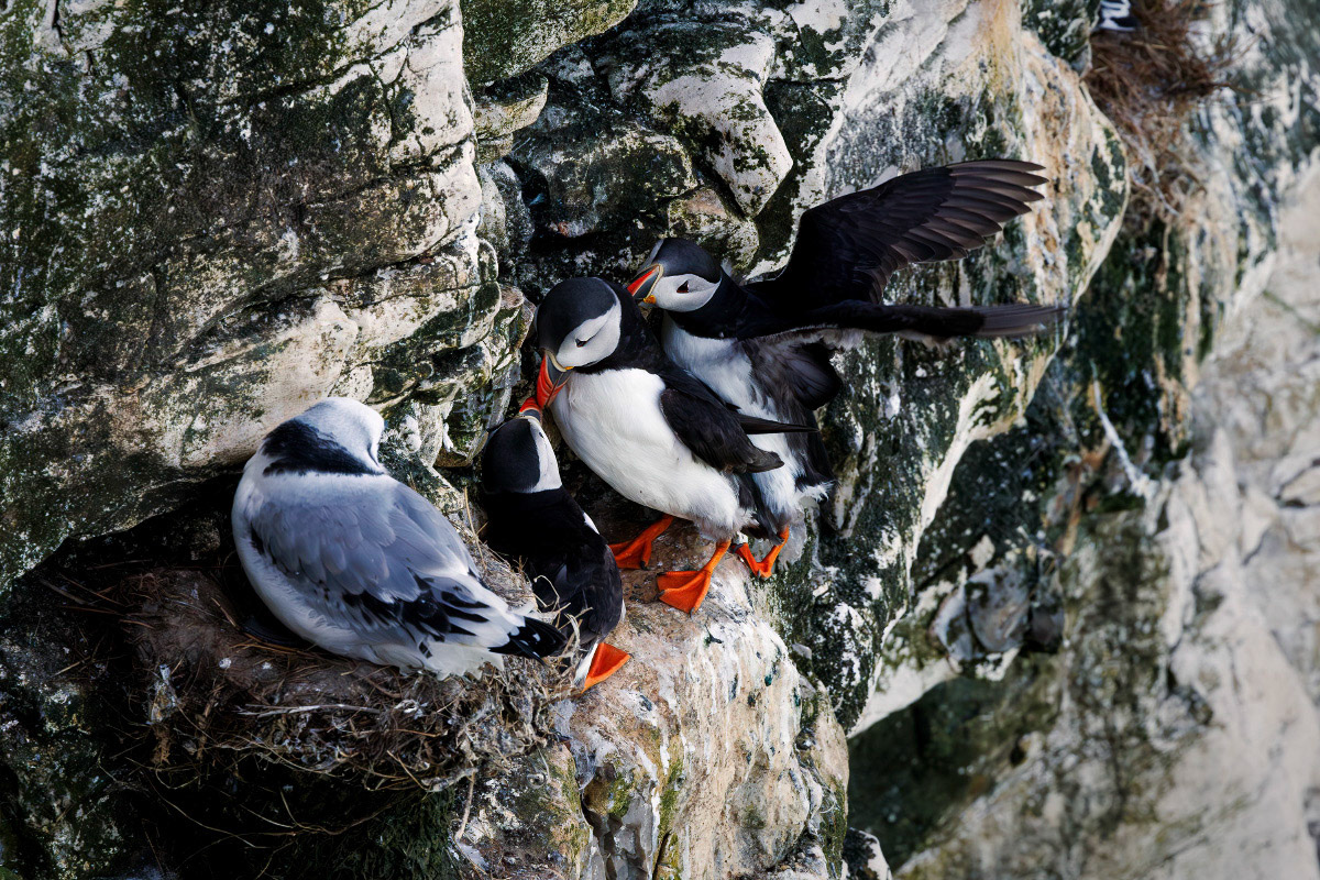 Puffin and Kittiwake