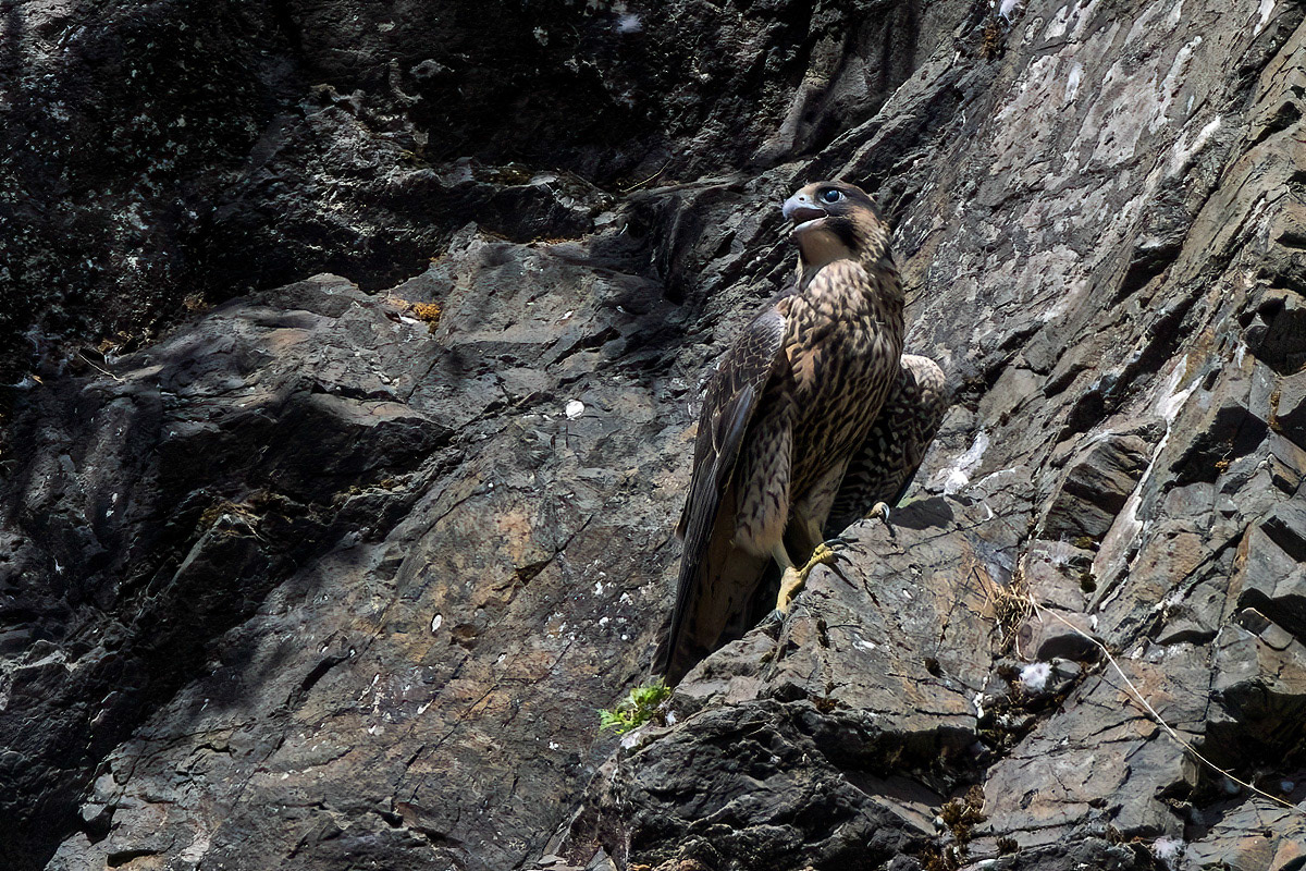 Peregrine Falcon