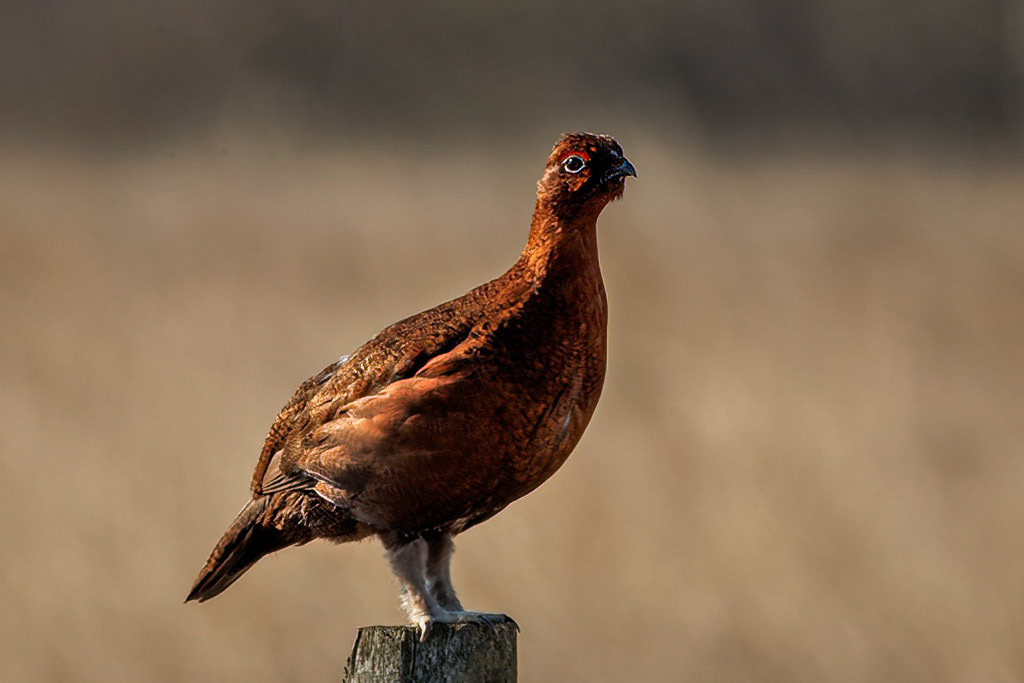 Red Grouse