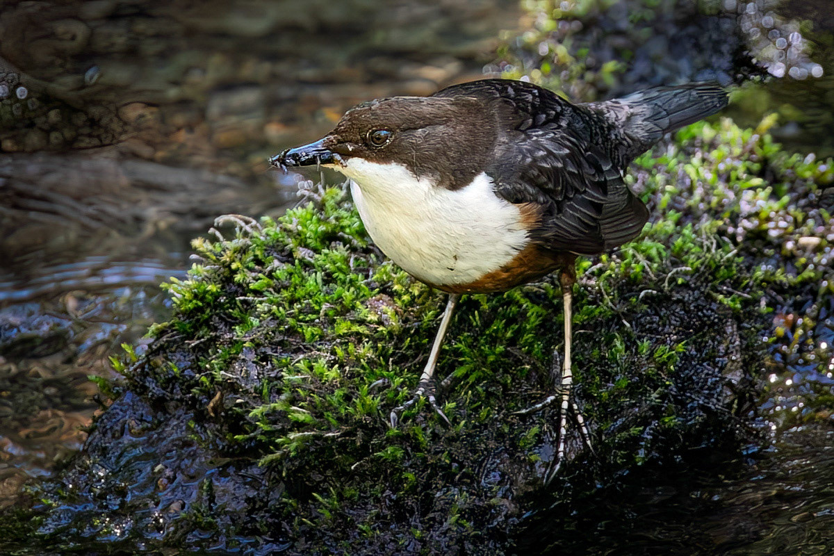 Dipper