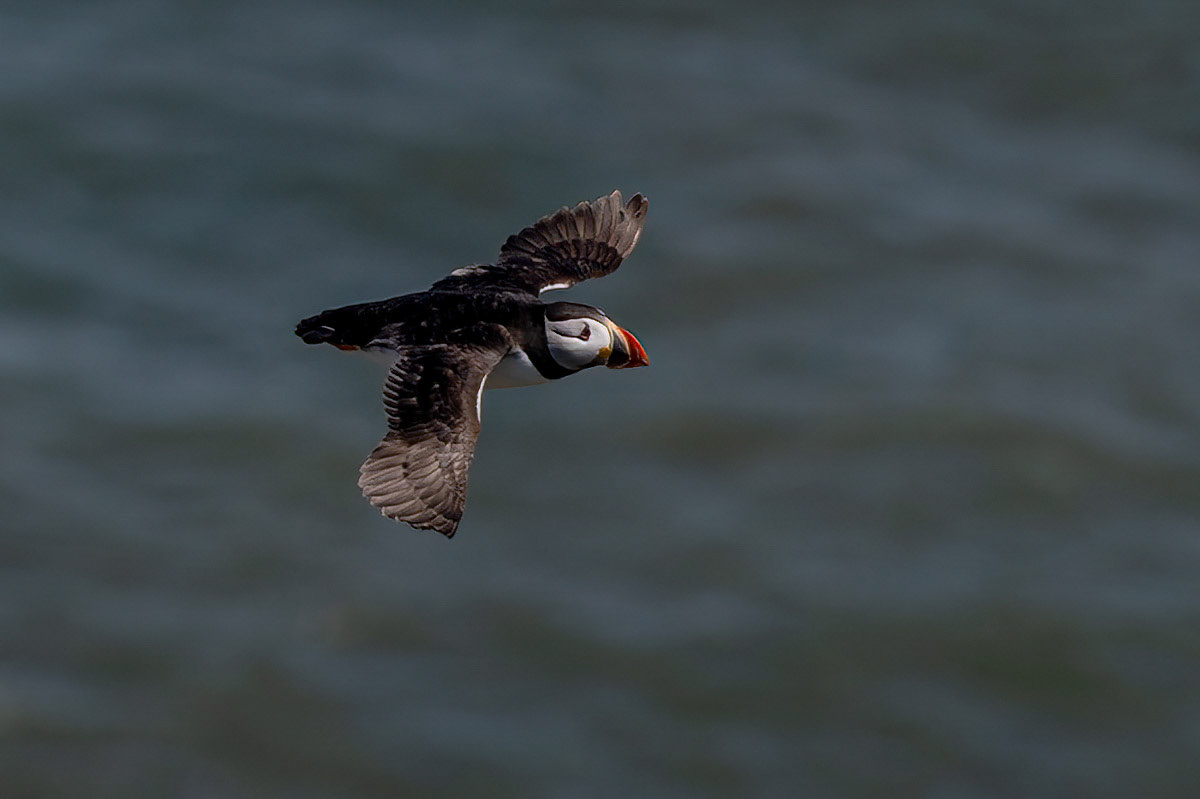 Puffin