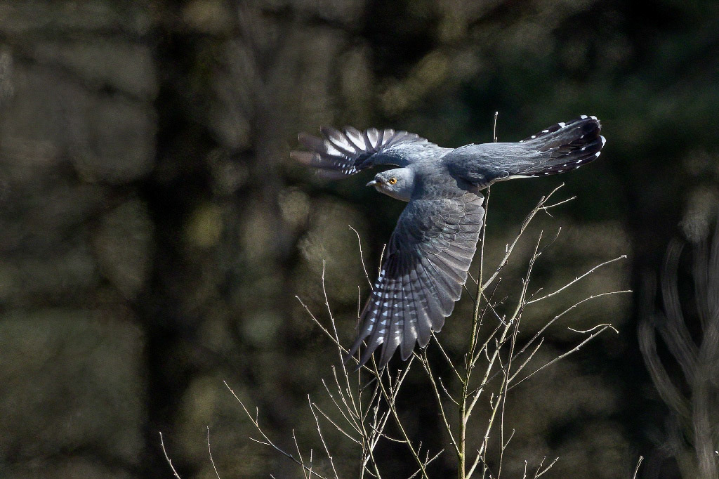 Cuckoo