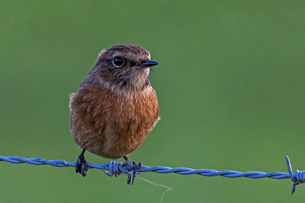 Stonechat