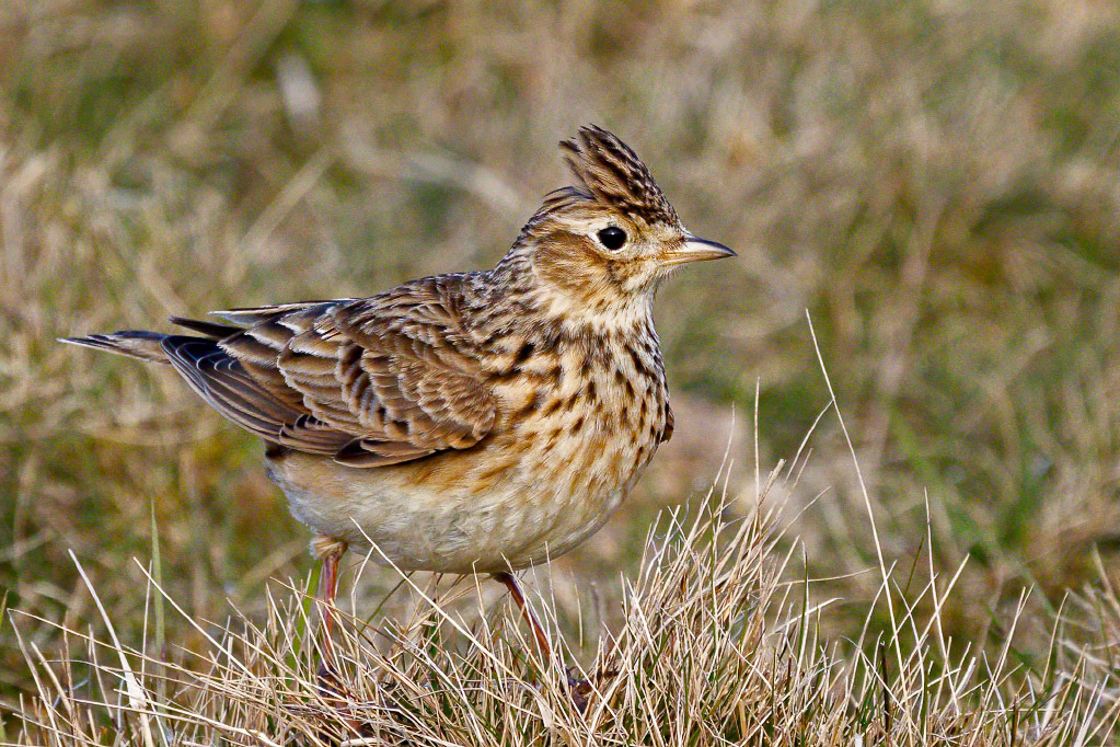 Skylark