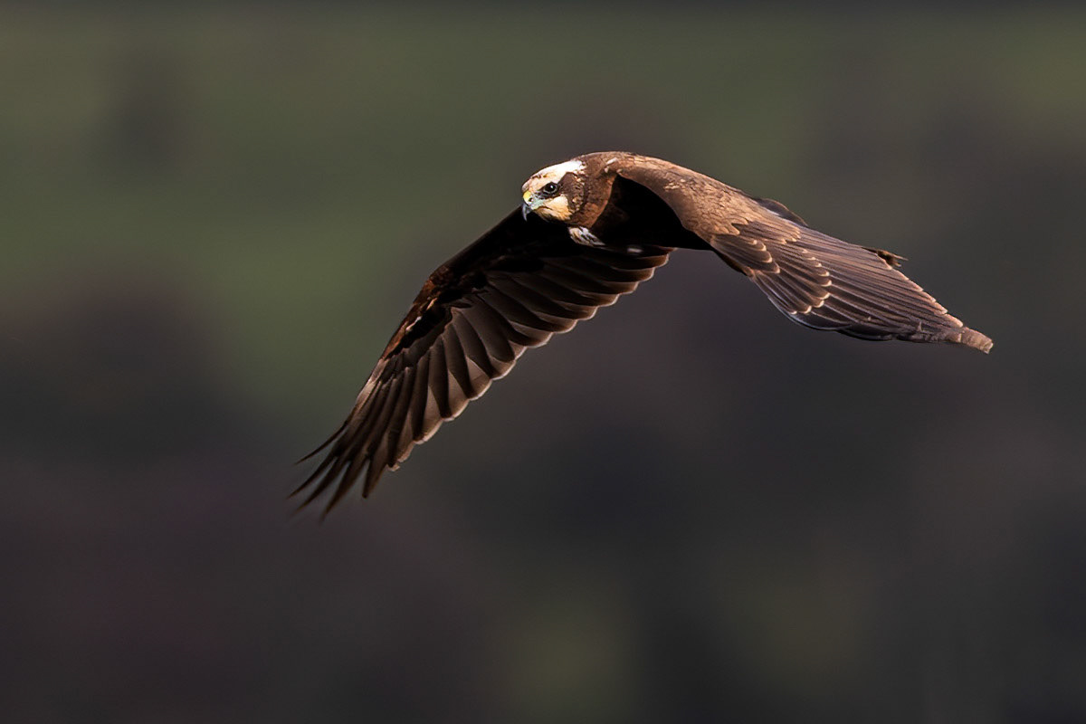 Marsh Harrier