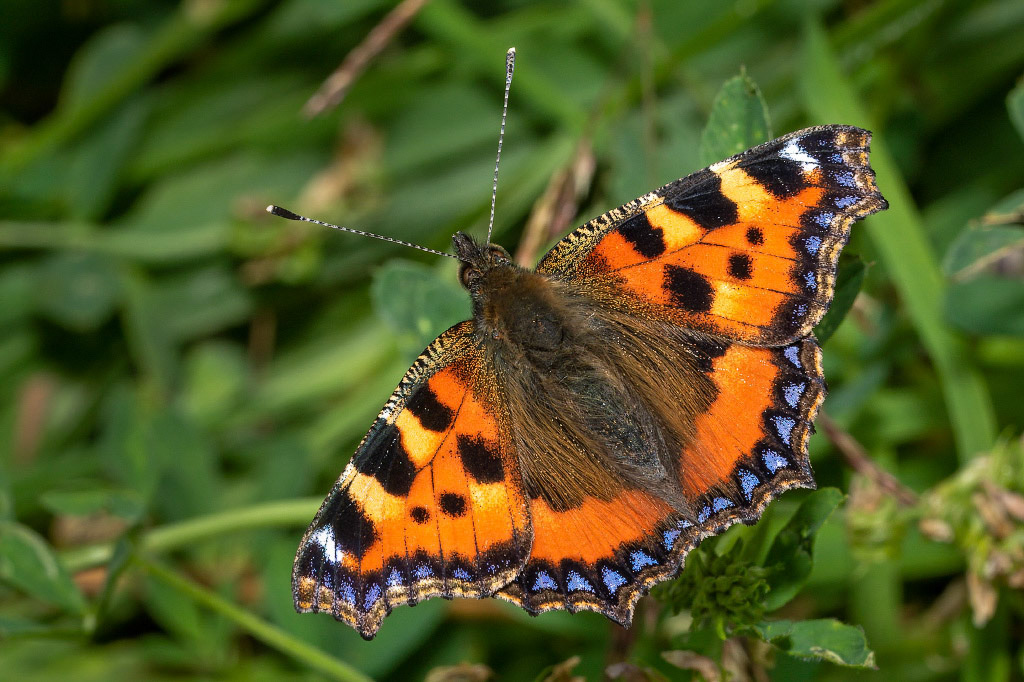 Small Tortoiseshell