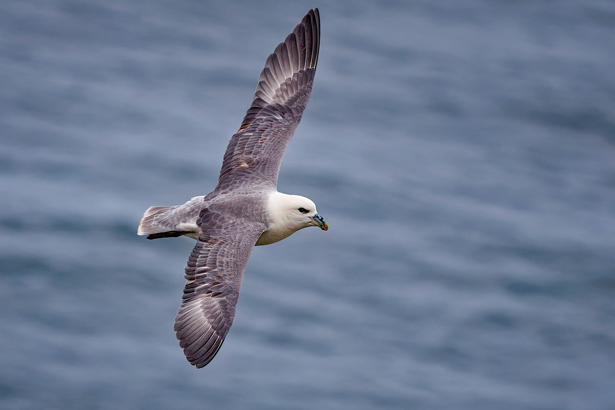 Fulmar