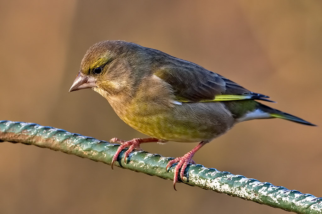 Greenfinch