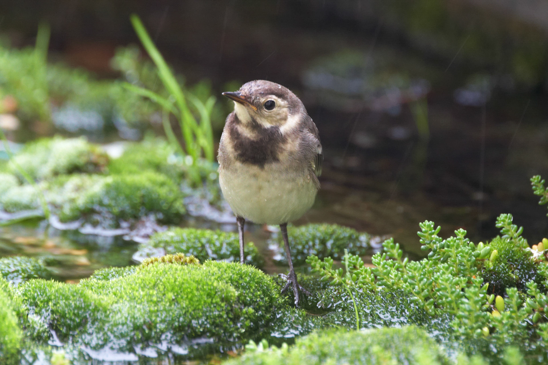 Pied Wagtail