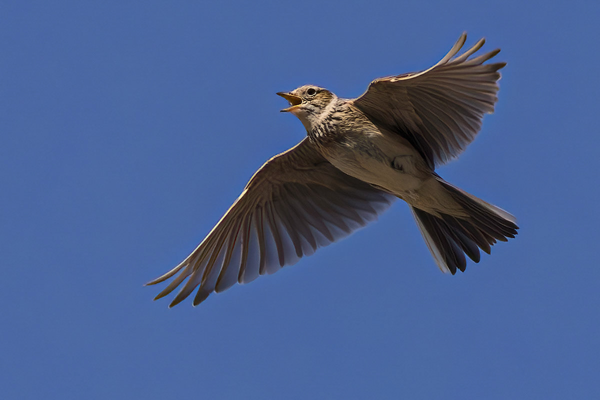 Skylark