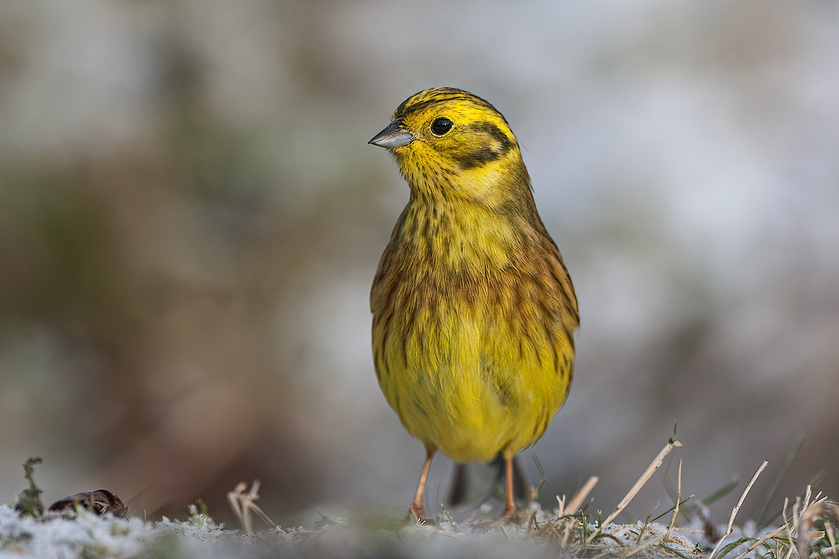 Yellowhammer