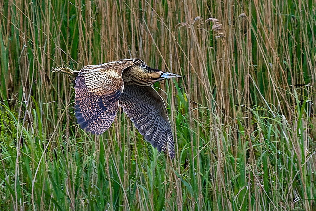 Bittern