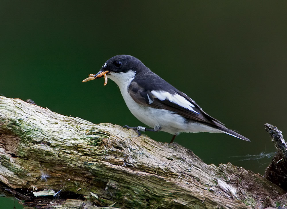 Male Pied Flycatcher