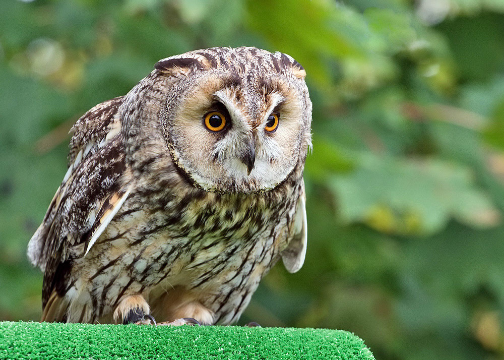 Long-eared Owl