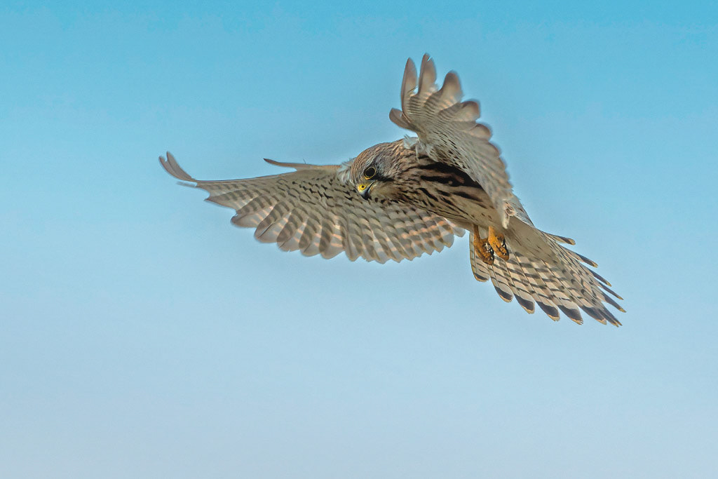 Kestrel