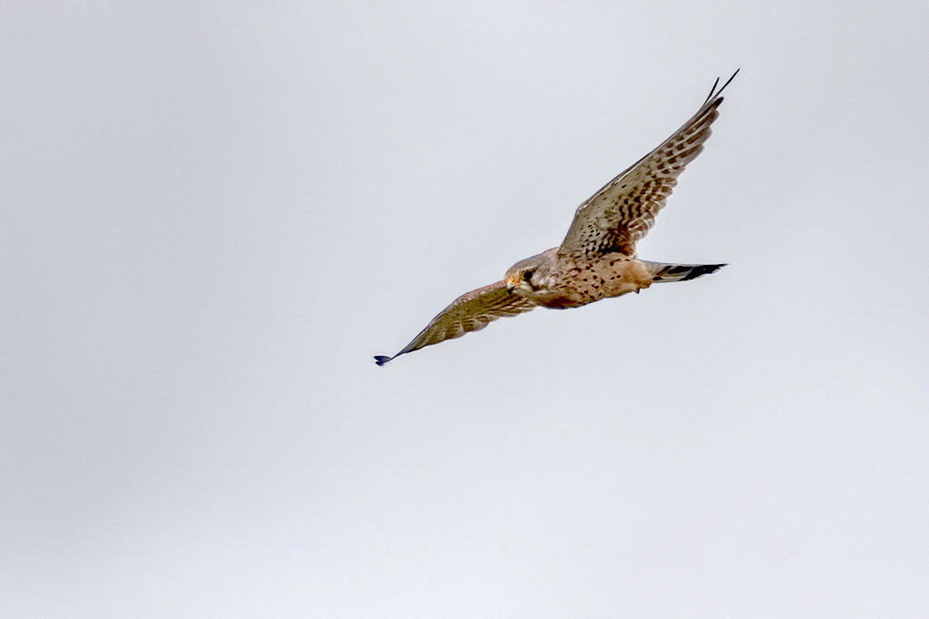 Kestrel