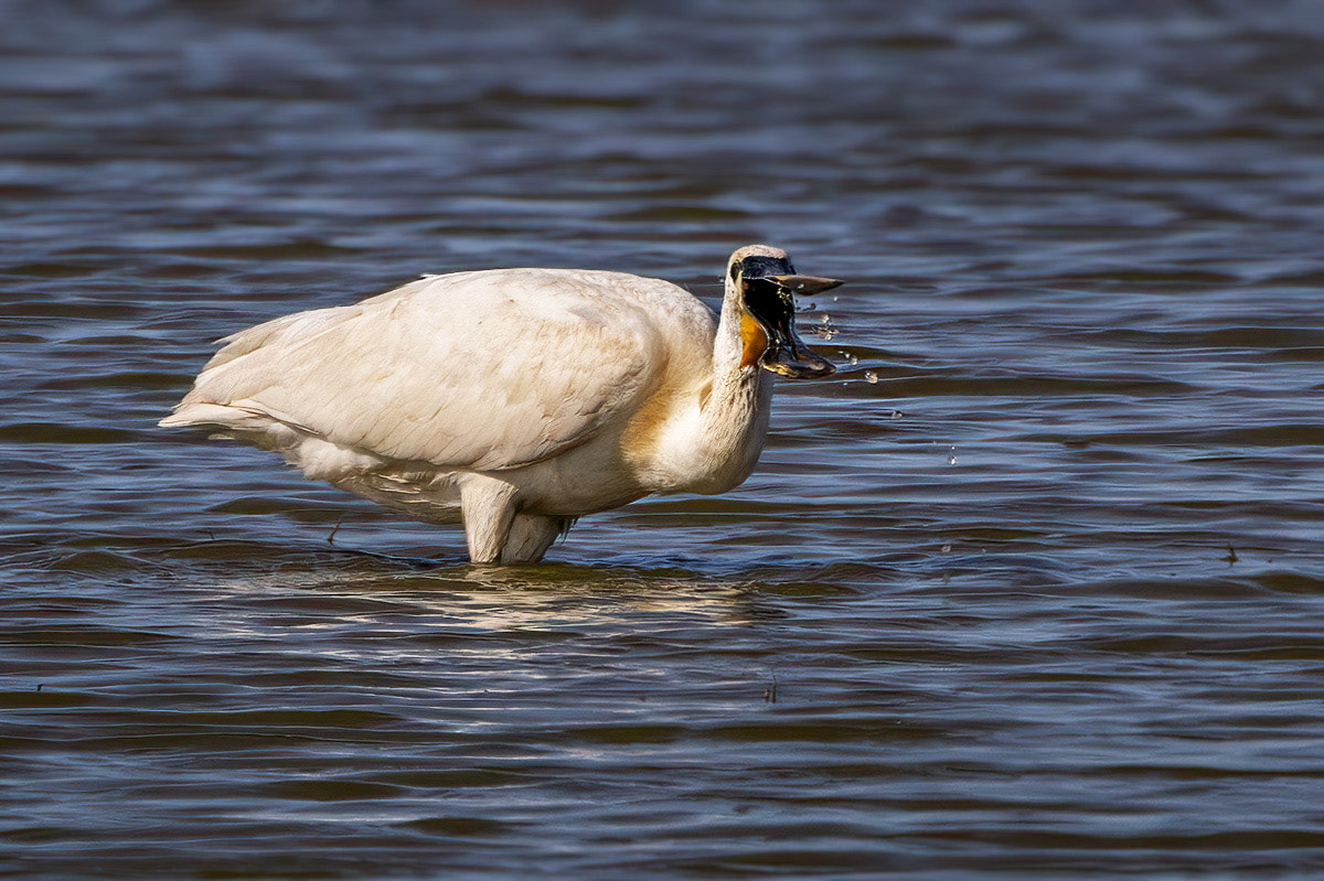 Spoonbill
