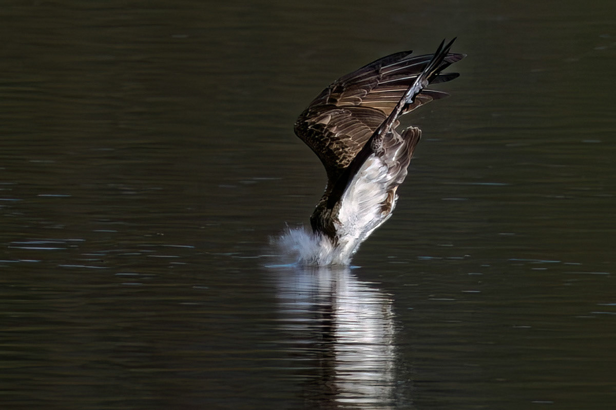 Osprey