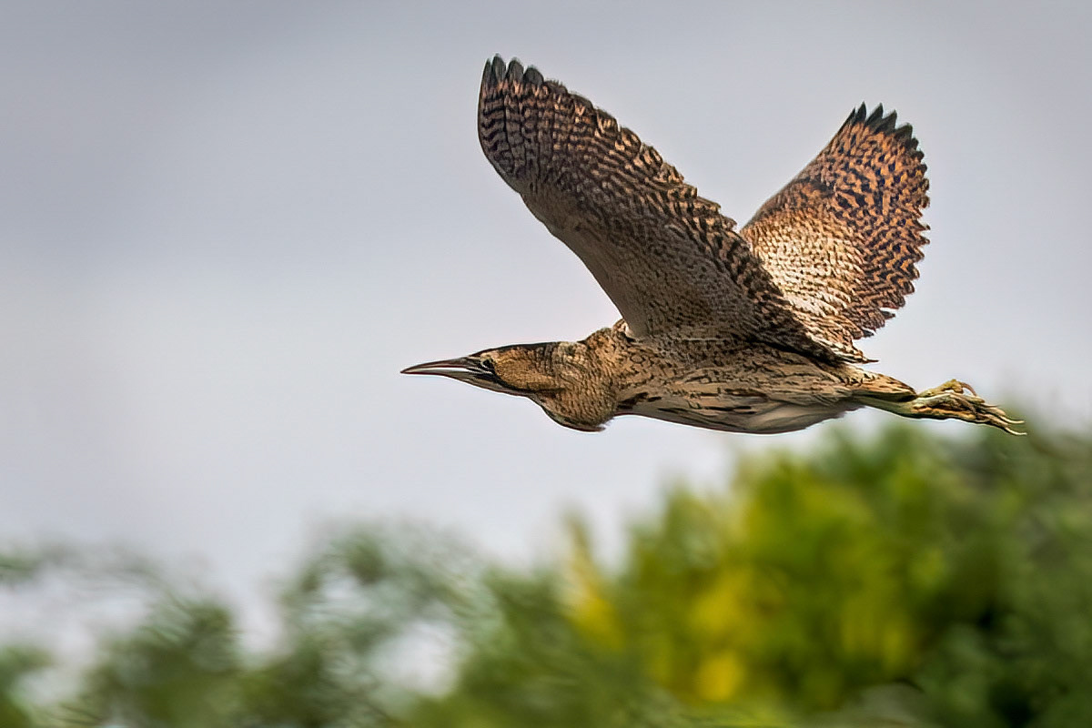Bittern
