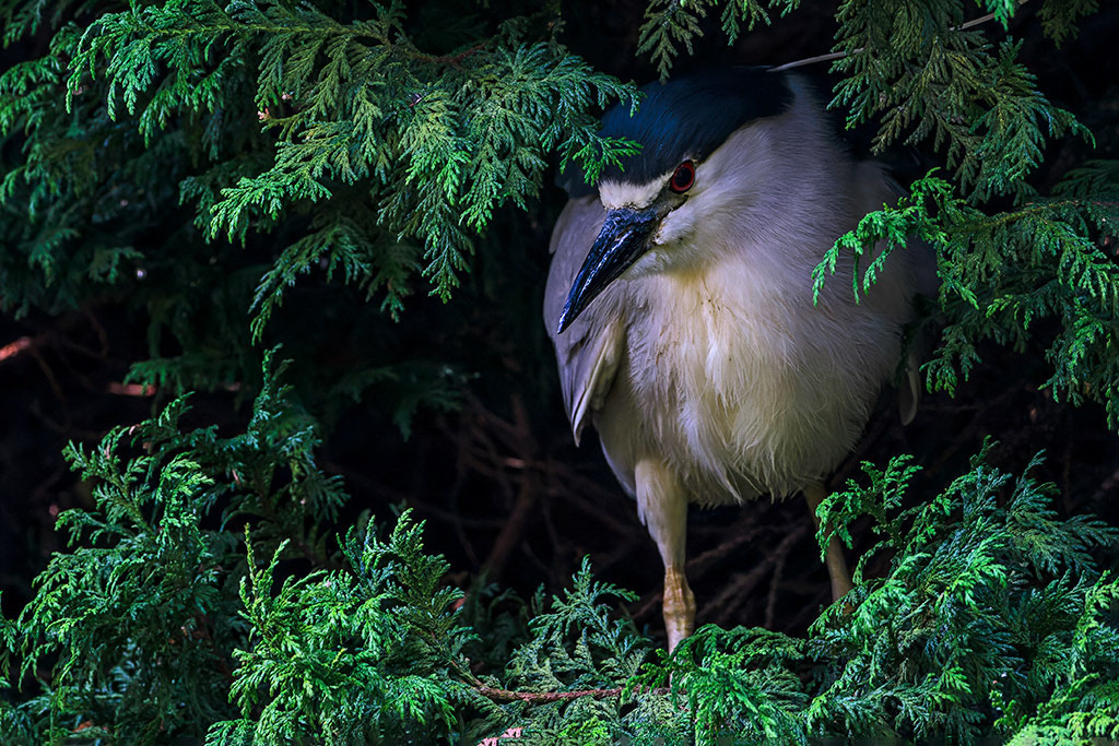 Black-crowned Night Heron