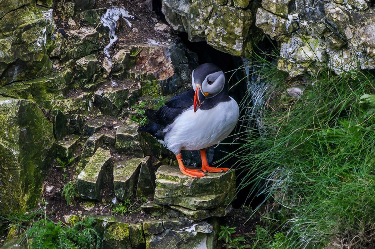 Puffin