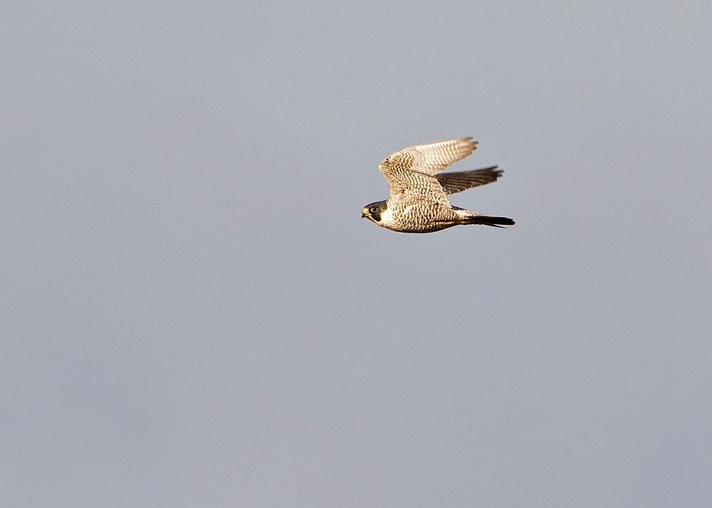 Peregrine