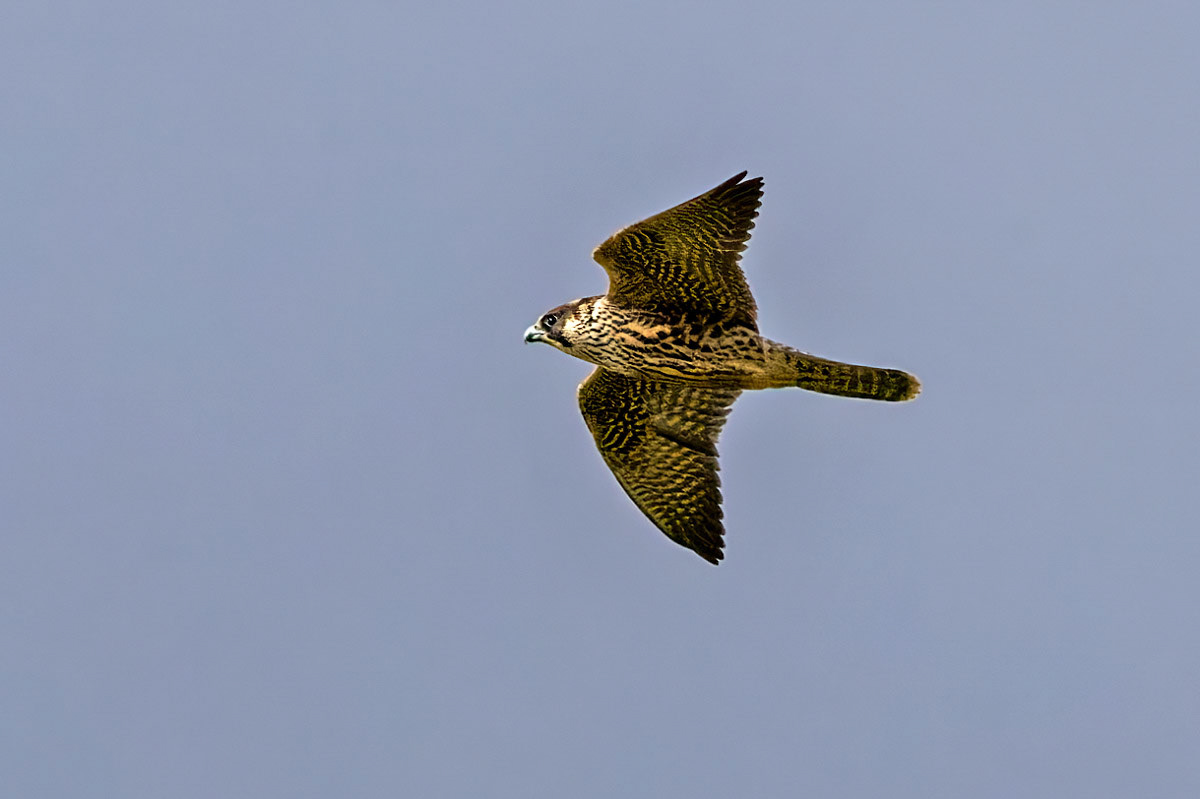 Peregrine