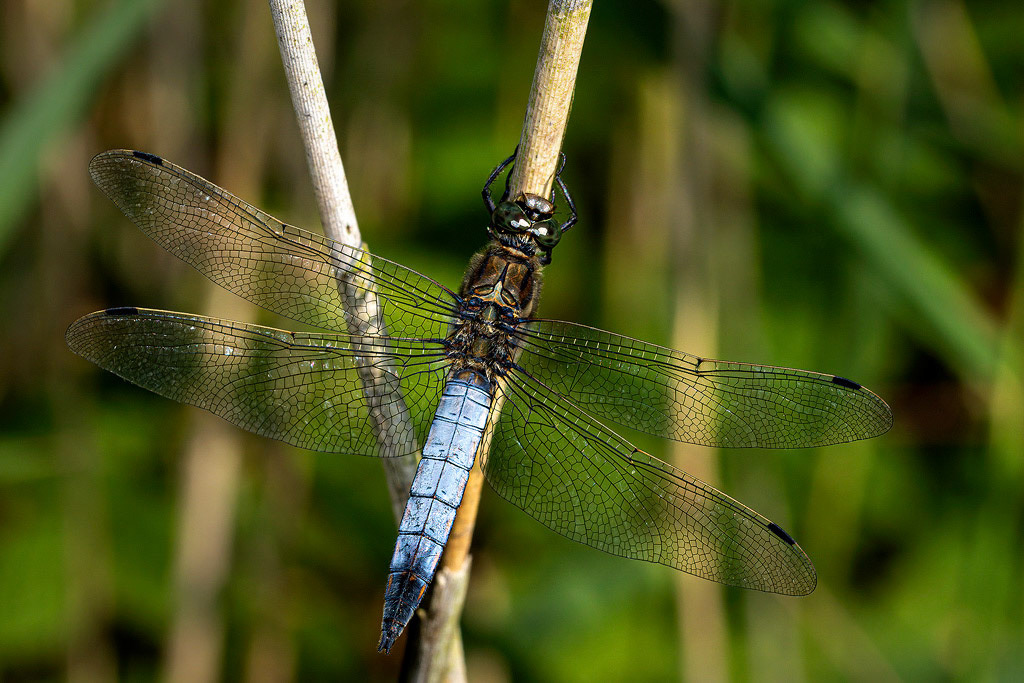 Black-tailed Skimmer