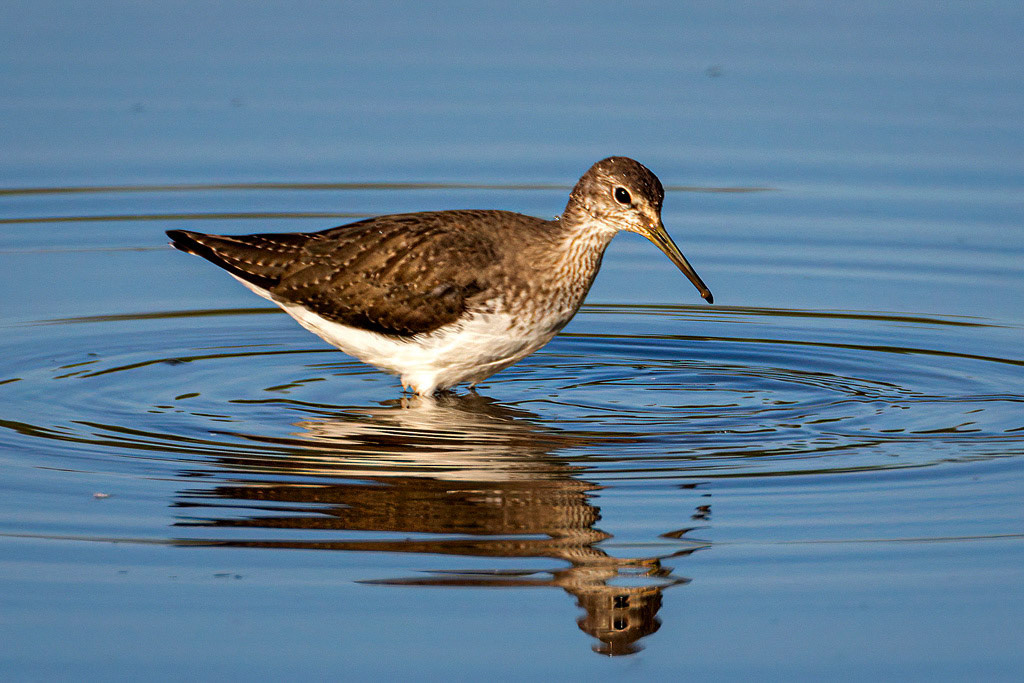 Green Sandpiper