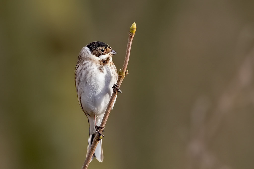Reed Bunting