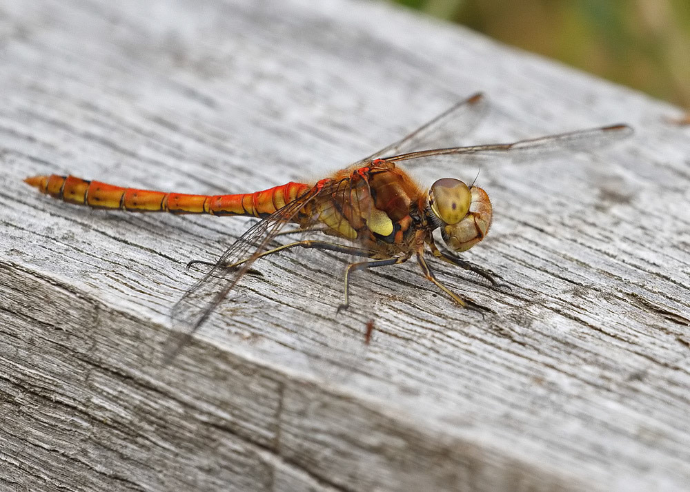 Common Darter