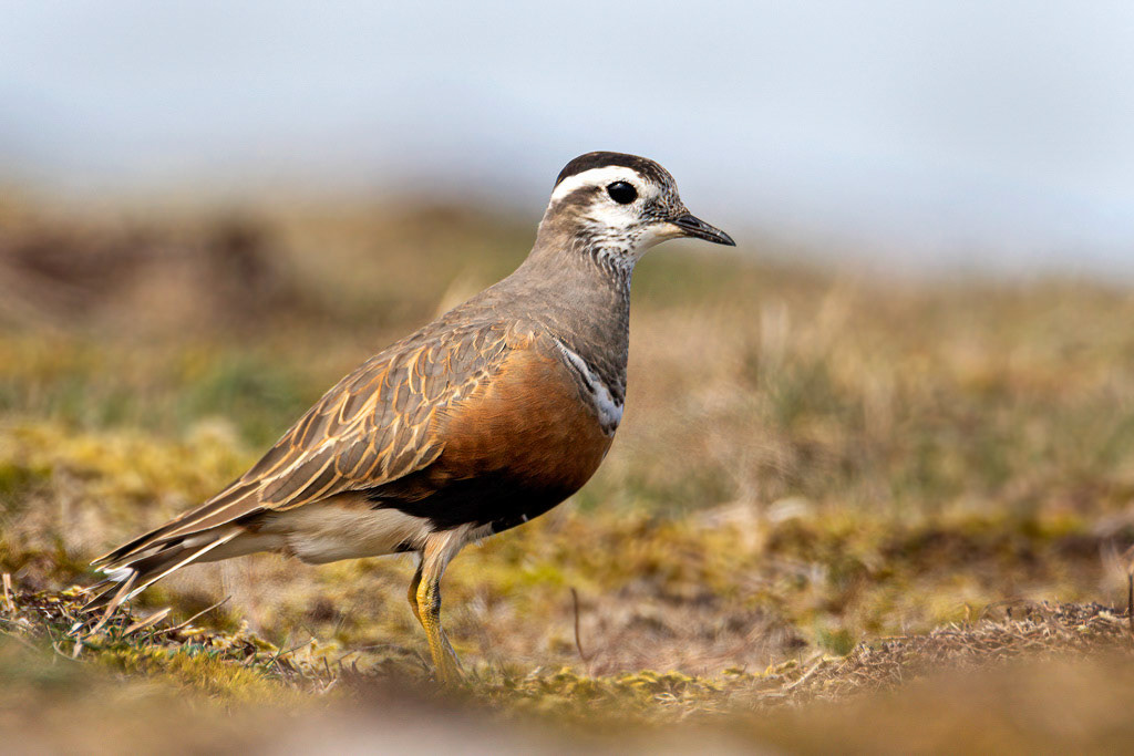 Dotterel