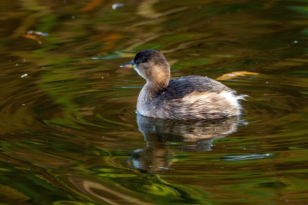 Little Grebe