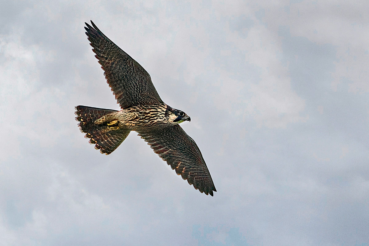 Peregrine Falcon