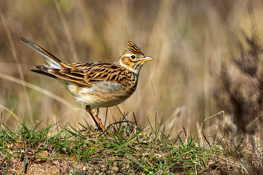 Skylark