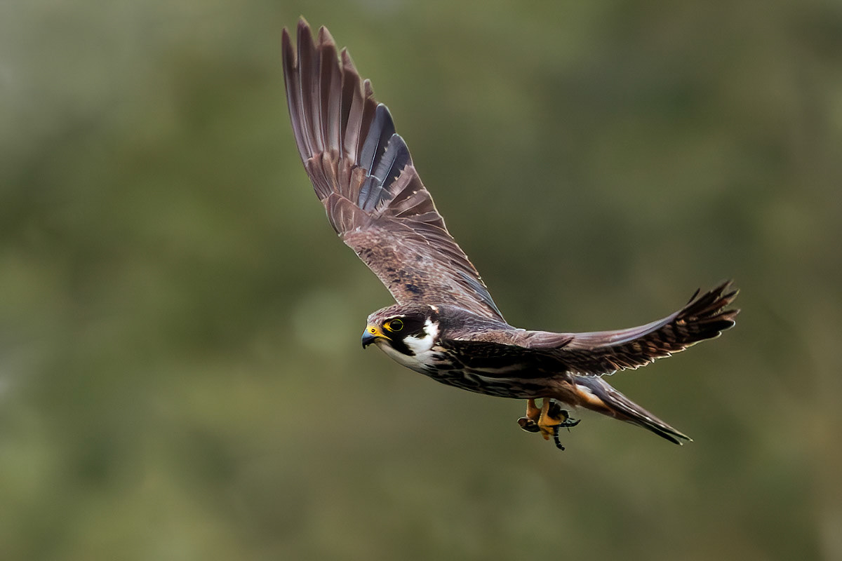 Hobby