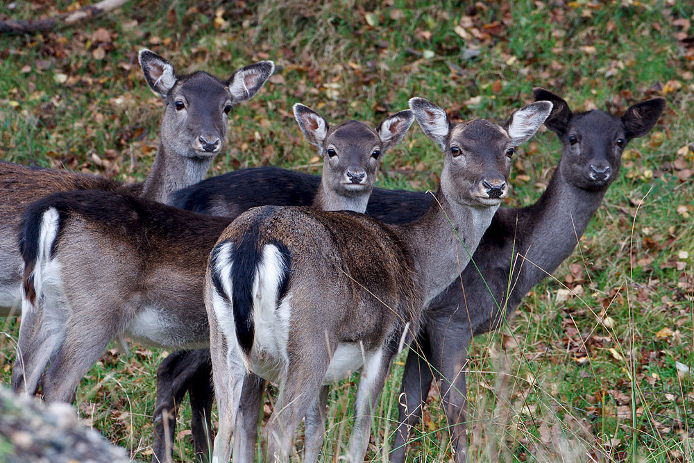 Fallow Deer