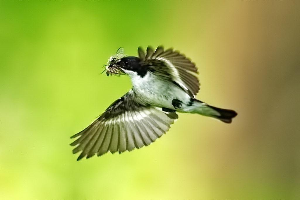 Male Pied Flycatcher
