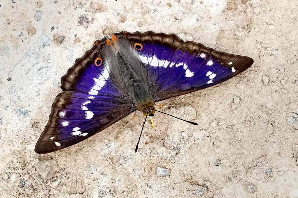 Purple Emperor
