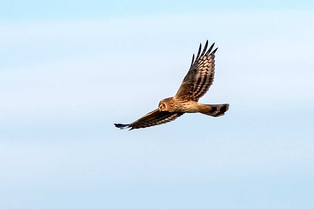 Hen Harrier