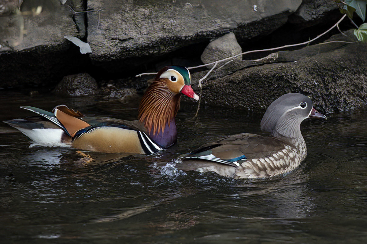 Mandarin Duck