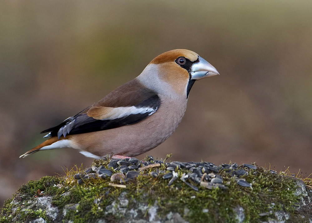 Hawfinch