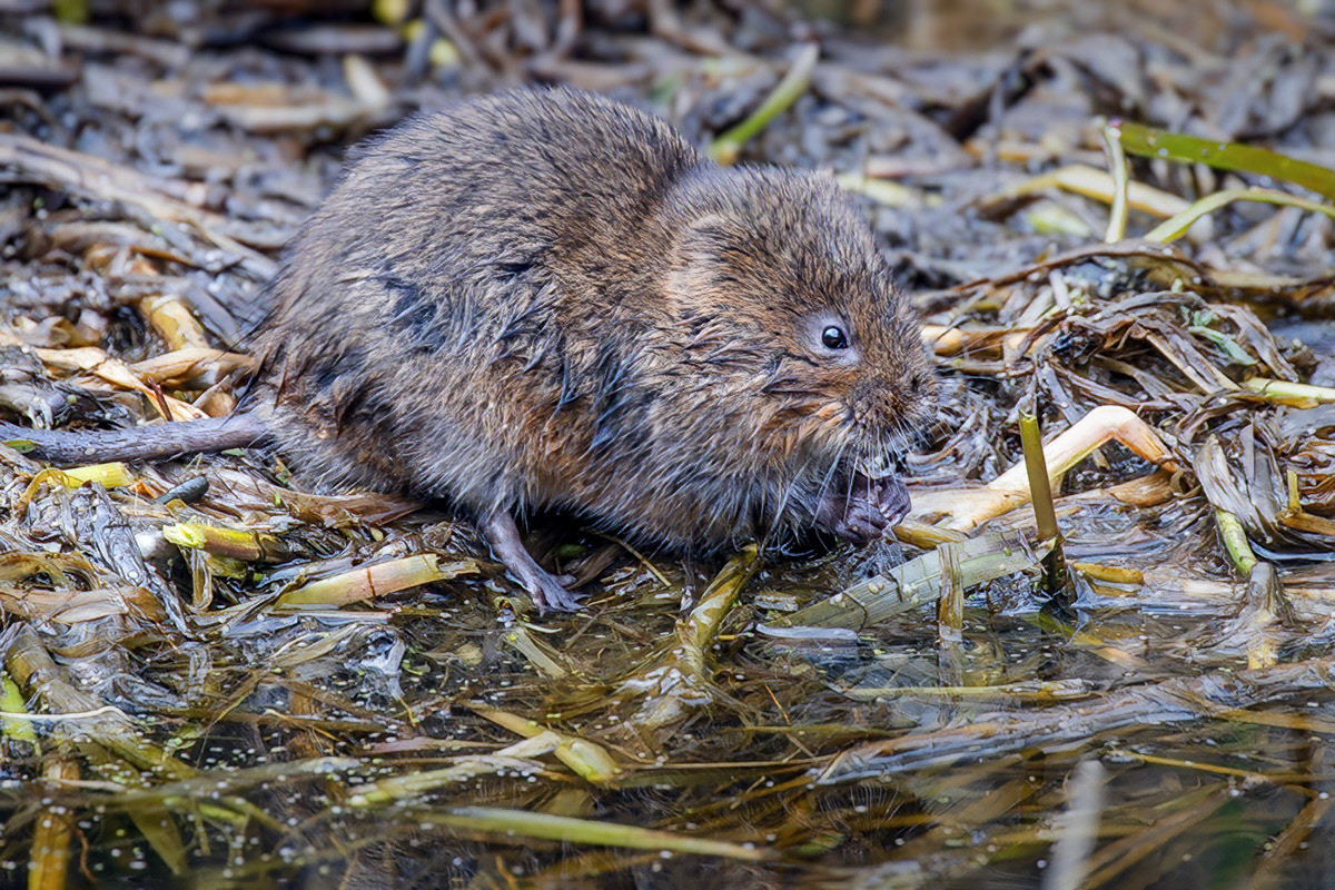 Water Vole