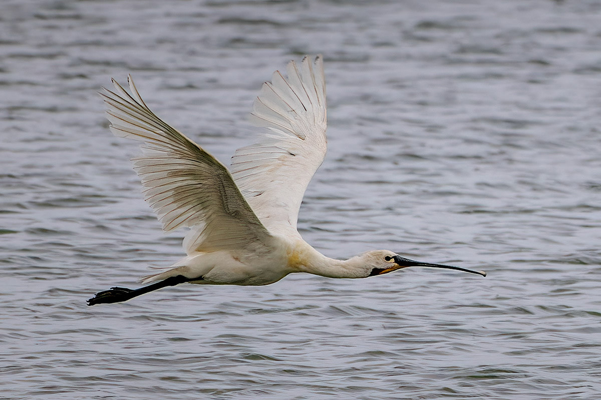 Spoonbill