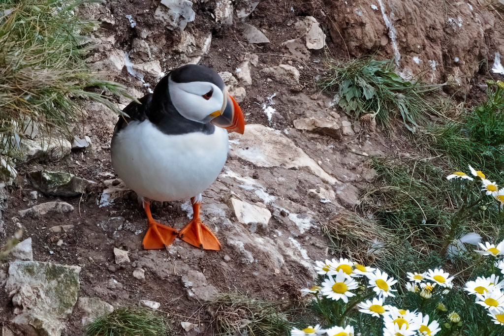 Puffin