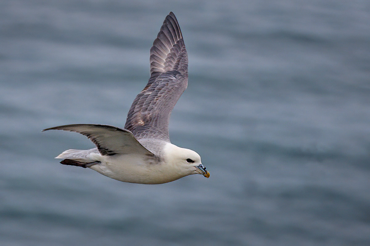 Fulmar